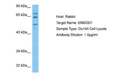 ENDOD1 Rabbit anti-Human, Polyclonal, Novus Biologicals 0.1 mL | Buy Online | Novus Biologicals | Fisher Scientific